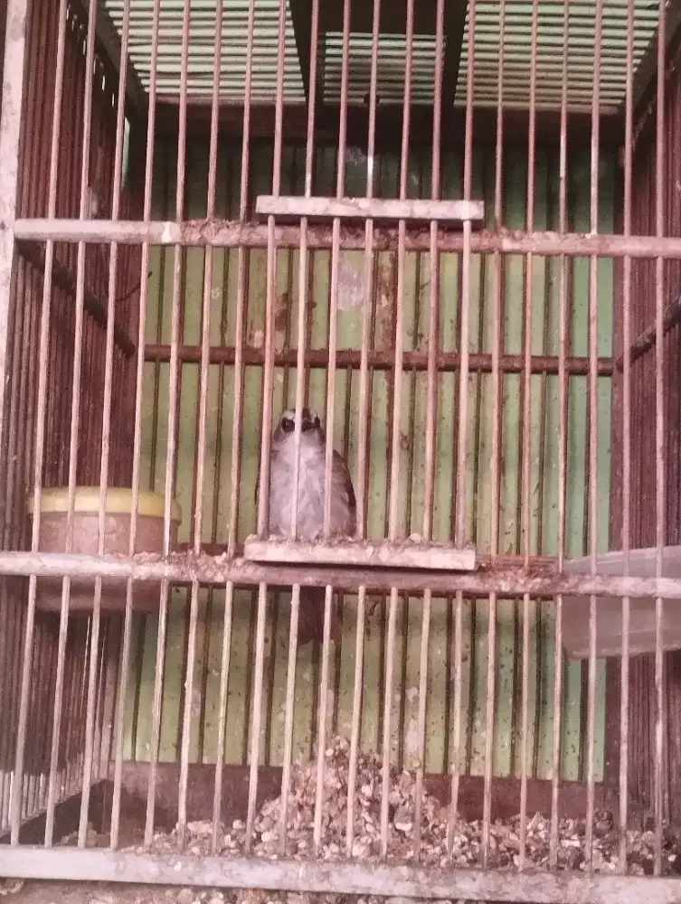 Burung Trucuk lokal