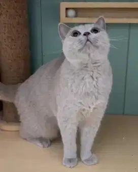 Kucing british shorthair bsh british short hair