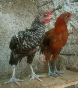 AYAM PELUNG SEPASANG