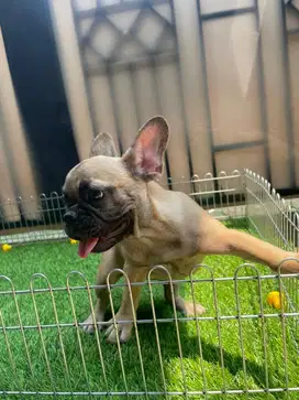 frenchie male dan female