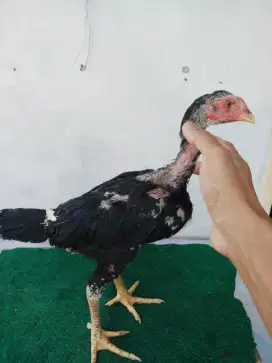 Anakan ayam bangkok usia 2 bulan