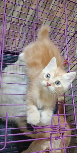 Lepas adopt kitten jantan