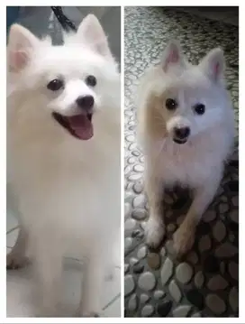 Jual anjing minipom