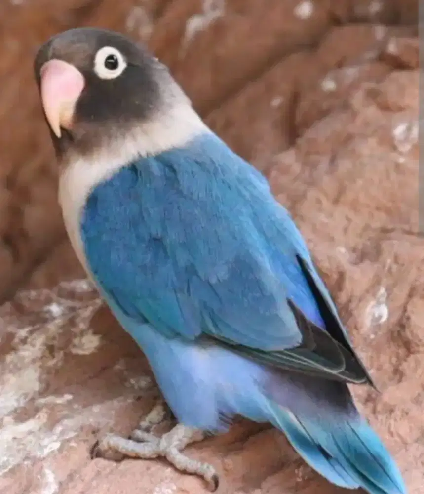Burung lovebird