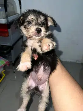 anjing yorkshire