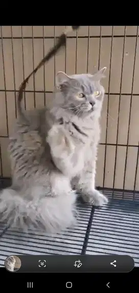 Kucing british longhair