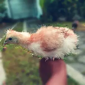 Ayam Hias F2 Anakan F1 Brahma vs Silkie