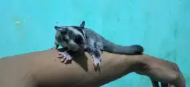 Sugar Glider Joy CG