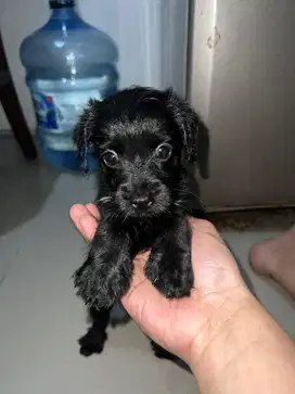 anjing poodle mix