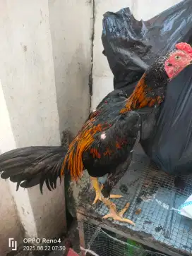 Ayam Bangkok janggaran