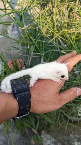 Sugar Glider Leucistic