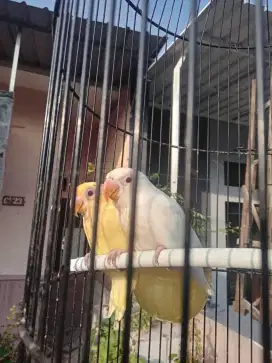 Burung Lovebird