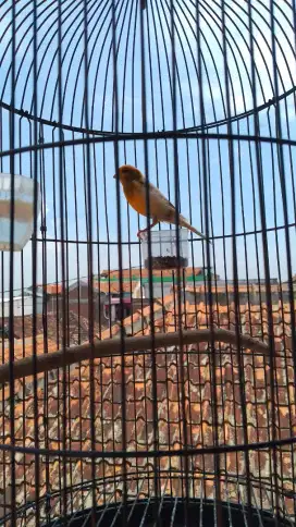 Loper bon Oren gacor ngerek