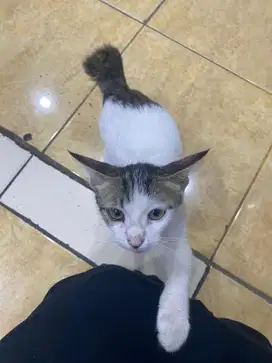 OPEN ADOPT/ anak kucing kampung