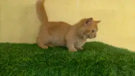 Kitten Munchkin Bety