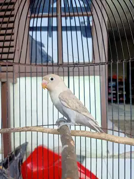 Lovebird paud move