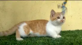 Kitten Munchkin line BSH jantan