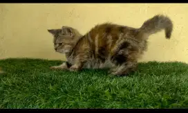 Kitten Munchkin line BSH betina