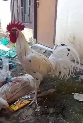 AYAM CIANJUR SUARA PANJANG TERUS TANPA NGOLEG