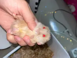 Anakan hamster winter 3 bulan