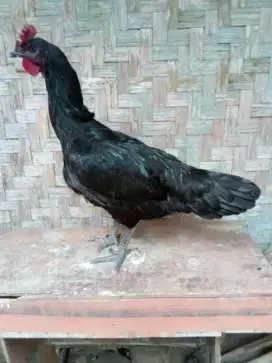 AYAM PELUNG CIANJUR BETINA