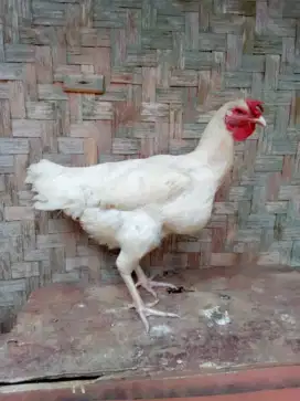 AYAM PELUNG CIANJUR BETINA