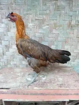 AYAM PELUNG CIANJUR BETINA