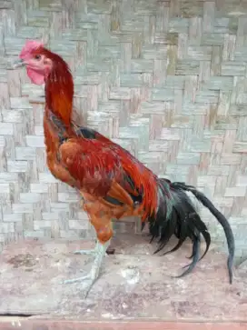 AYAM PELUNG CIANJUR BARU BELAJAR KOKOK