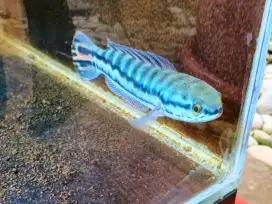 Ikan hias predator gabus toman