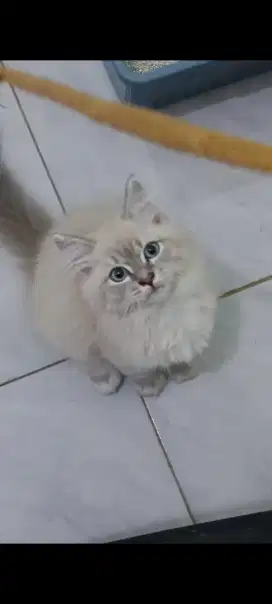 kucing persian himalayan lynx point