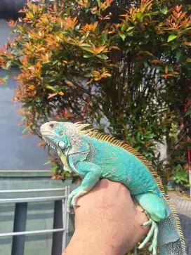 Iguana Blue Jantan uk. 80cm