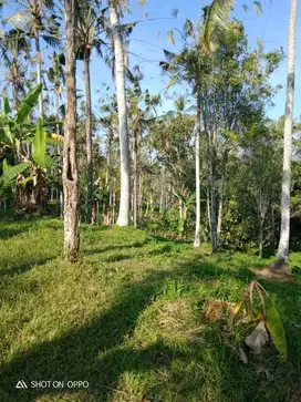 luas lahan 90 ara, dengan akses badan jalan 3m,dekat kebun duren