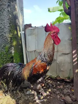 AYAM PELUNG CIANJUR JUMBO
