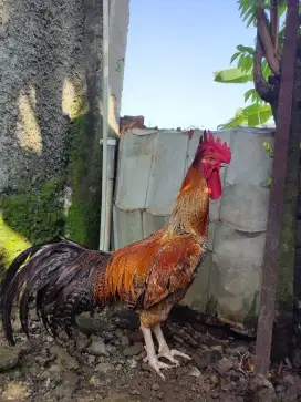 AYAM PELUNG CIANJUR JUMBO
