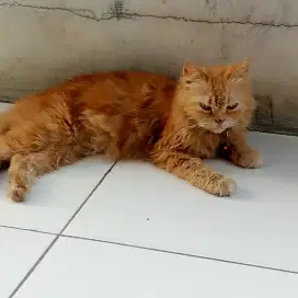 Open adopsi kucing persia