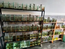 Jual borongan ikan cupang