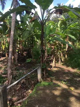 Tanah Lokasi Strategis Di Singapadu Ubud Gianyar Bali