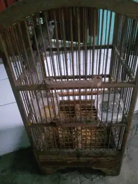 Burung crucuk gacor