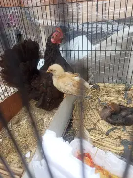 Ayam kate betina