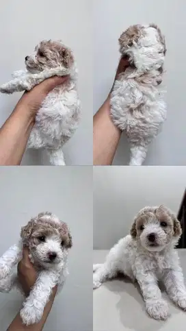 Toy poodle betina