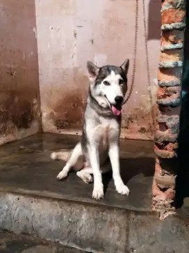 Dijual anjing husky betina,mau loop...