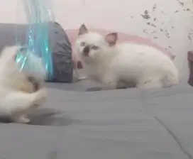 Munchkin Himalaya Super Cebol Jantan