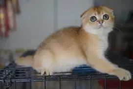 Kucing scotish fold BSH British short hair