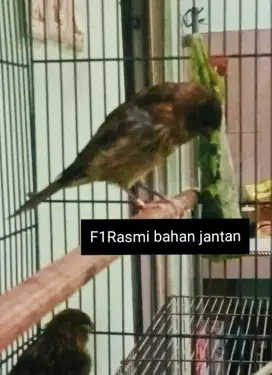 Kenari F1Rasmi bahan/paut jantan