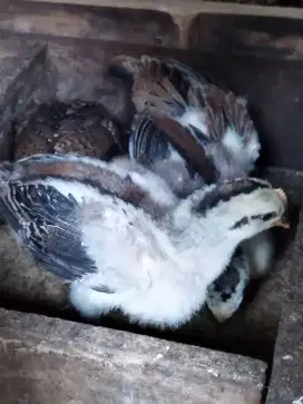 Ayam Peluang umur 2 bln