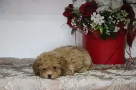 Poodle jantan betina