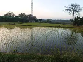 Dijual Tanah sawah produktif dipinggir jalan utama(raya).