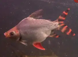 Ikan Hias Red Feifeng Rff Short Body