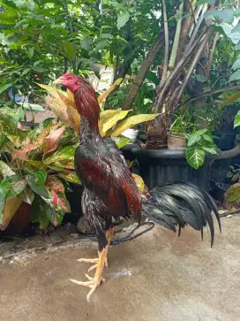 Ayam Bangkok x Pama muda