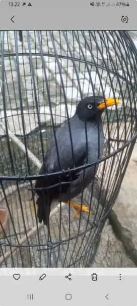Jalak kebo mata putih mapan